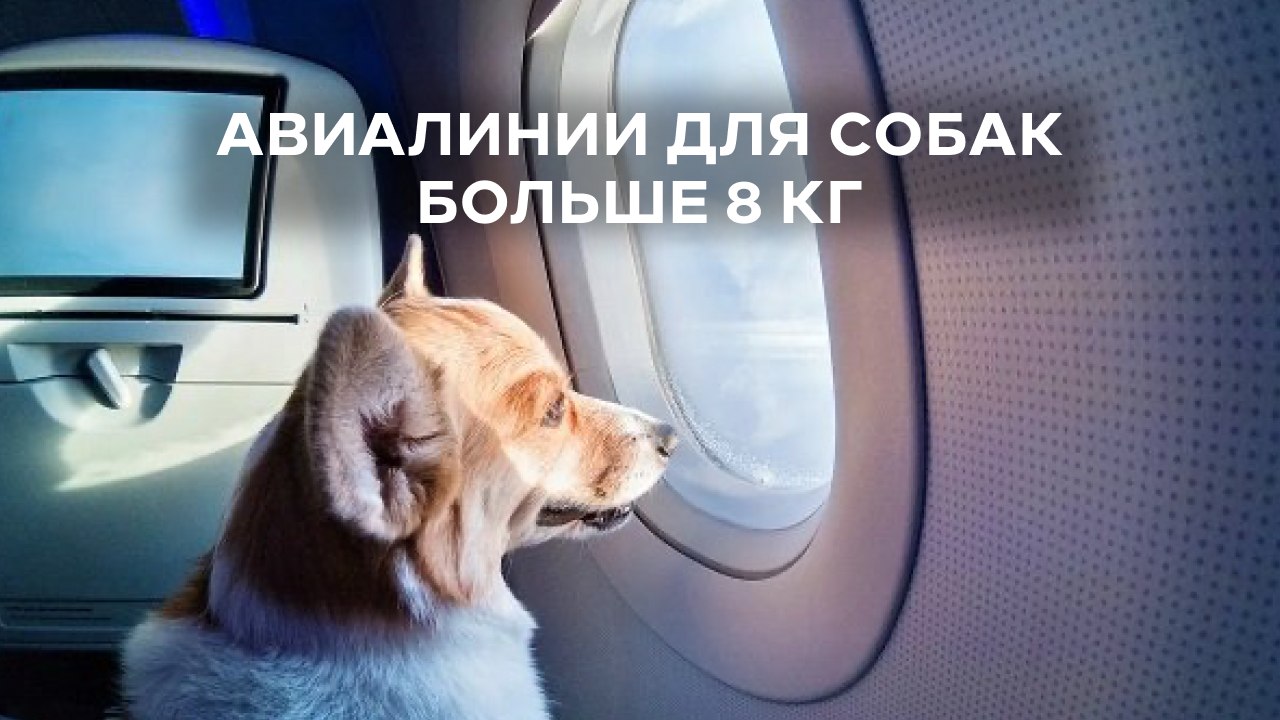 Вуф Вингс | как путешествовать с собакой