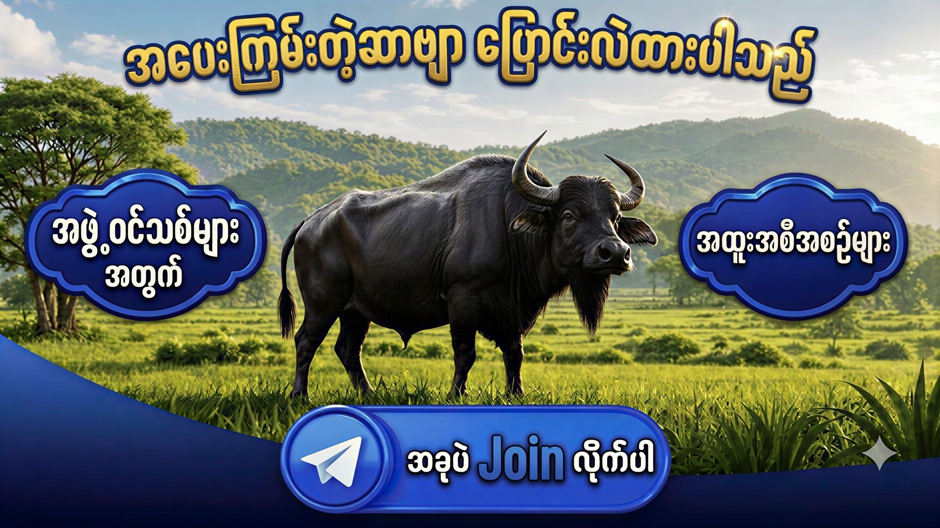 Buffalo ကျွဲစစ်စစ် - ဘူကြီး ၊ ရှမ်းကိုးမီး ၊ ဂလုန်းဂလုန်း